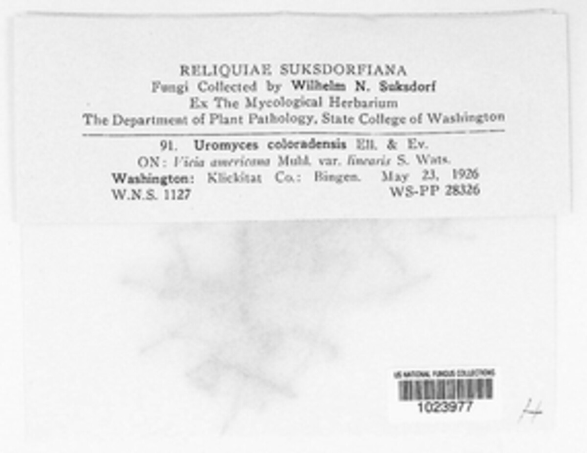 Uromyces coloradensis image